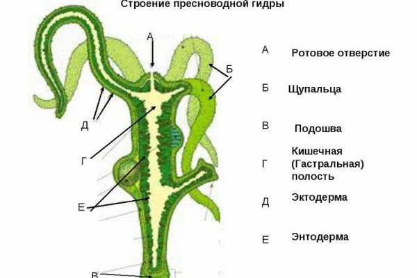 Кракен 12 at